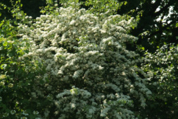 Crataegus monogynaEenstijlige meidoorn bestellen